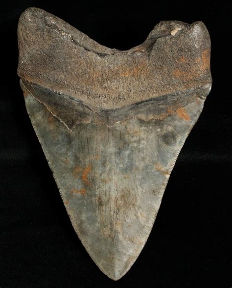 477 Megalodon Tooth Georgia River Find 6314 For Sale