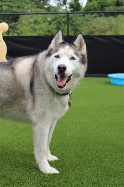 See reviews for wagging tails pet resort in eagan, mn at. Meet Our Guests at Wagging Tails Pet Resort in Hadley, MA