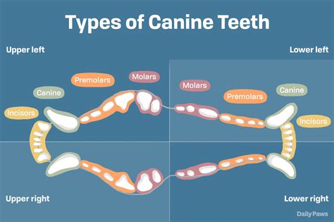 Chihuahua Teething A Complete Guide Answering All Faqs The Puppy Mag