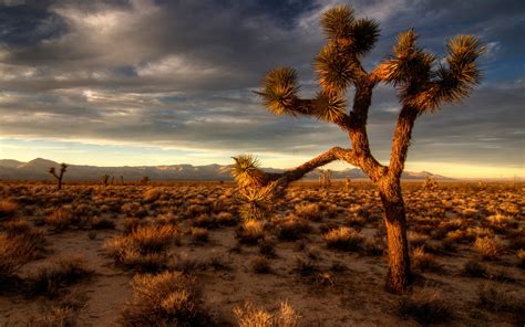 Arizona Desert Desktop Wallpaper Wallpapersafari