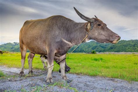Water Buffalo Carabao At The River Stock Image Image Of Nature