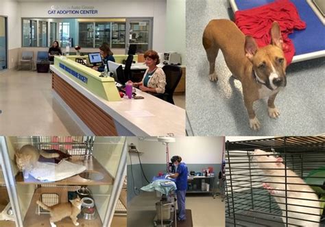 What are some basic tips for caring for a dog or cat (e.g., feeding, grooming, house training, etc.)? A look around the Mohawk Hudson Humane Society's new ...