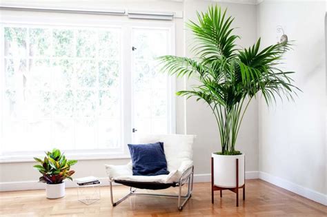 Tall Large Leaf Indoor Plants Art Whatup