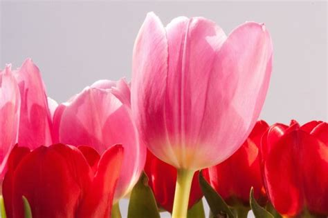 Free Images Nature Blossom Petal Bloom Tulip Spring Pink Flora
