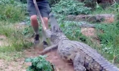 Watch Terrifying Moment Ballito Farmer Gets Attacked By Crocodile