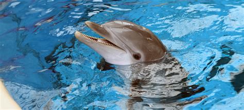 Brookfield Zoo Dolphin Show