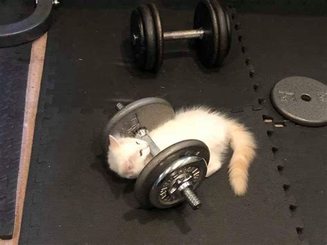 Time To Get Some Muscles Cats Know Your Meme