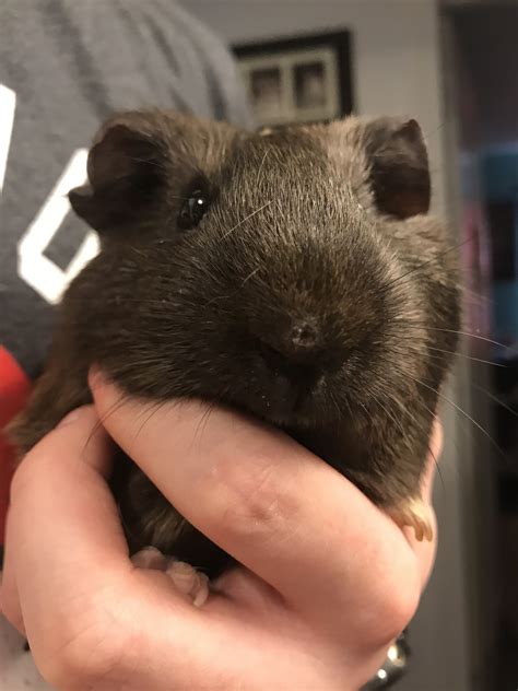 My Guinea Pig Had A Small Scab Like Bump On Her Nose About A Week Ago