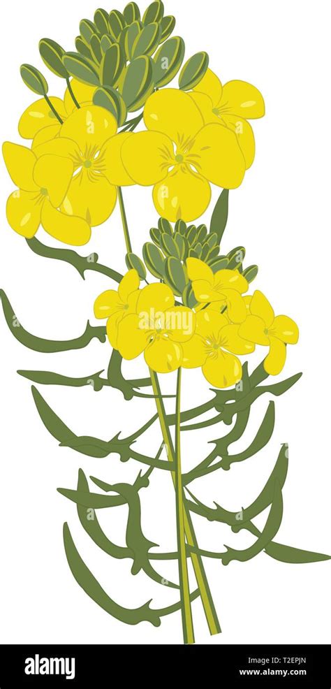 Mustard Flower Isolated Vector Illustration On A White Background Stock