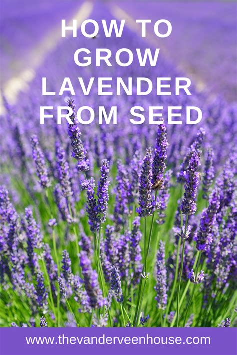 How To Grow Lavender From Seed In 5 Simple Steps 2022 Guide Artofit
