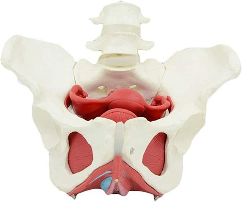 Buy Human Skeleton Anatomy Model Female Pelvis Model Human Organ