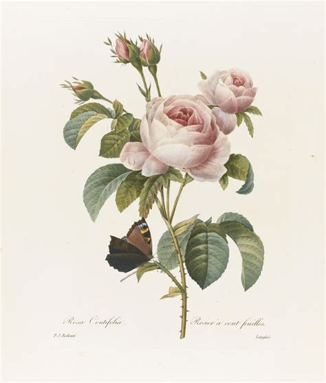 Redouté Pierre Joseph Lot Flower Drawing Botanical Prints Giclee