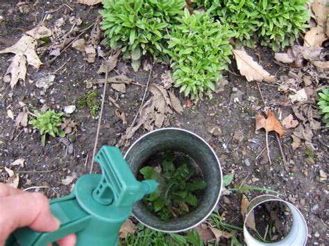 Mar 23, 2015 · the lawn expert at diy network show you easy tricks and techniques for dealing with lawn weeds. How to Control Lawn Weeds | DIY