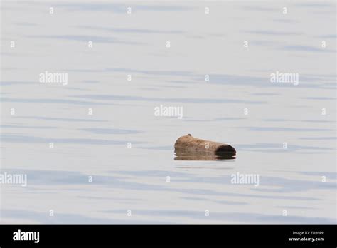 Log Floating In The Water Stock Photo Alamy