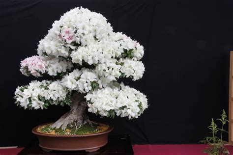 Beautiful White Bonsai Bonsai Art Bonsai Plants Bonsai Garden Garden