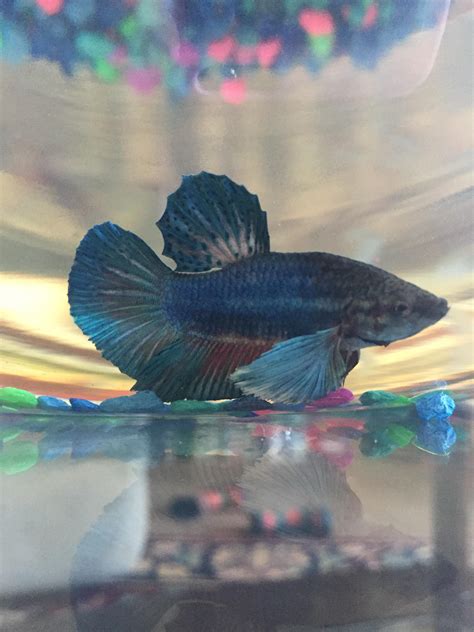 Is This A Male Or Female Elephant Ear Betta I Bought It From Petco