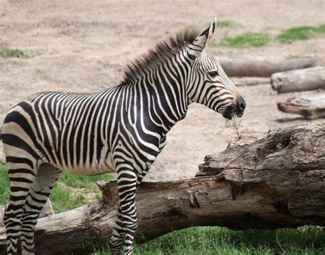 Dallas Zoo On Instagram Sukari Snackin 😋 Fun Zebra Fact — Mountain