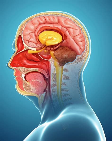 Human Head Anatomy 3 Photograph By Pixologicstudioscience Photo