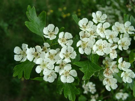 There are a variety of different types of as a species, hawthorn was only native to the northern hemisphere, primarily in temperate. Where to buy Hawthorn Extract manufacturer &suppliers
