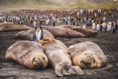 Antarktik I životinje Najveća Santa Leda Na Svetu Na Putu Je Da Se