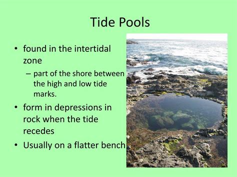 Ppt Tide Pool Ecology Powerpoint Presentation Free Download Id5320113