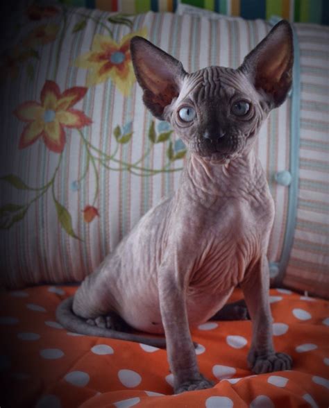 The Unique And Adorable Sphynx Cat Catsinfo