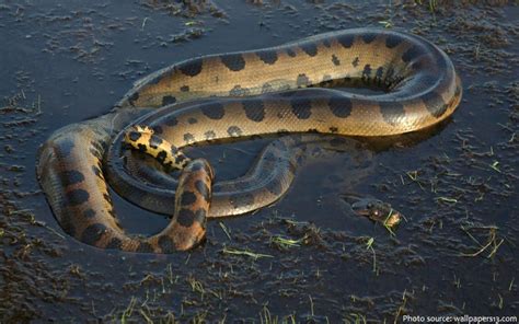 Anaconda The Queen Of Amazon But Rarely Moments When Frisky Male