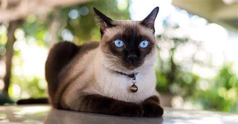 Siamese Cat Lifespan How Long Do Siamese Cats Live Az Animals