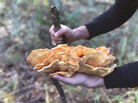 Fungi Foraging Local Life Hilton Head Island And Bluffton