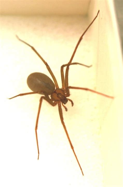 Brown Recluse Spider 7 Of The Worlds Most Poisonous Spiders