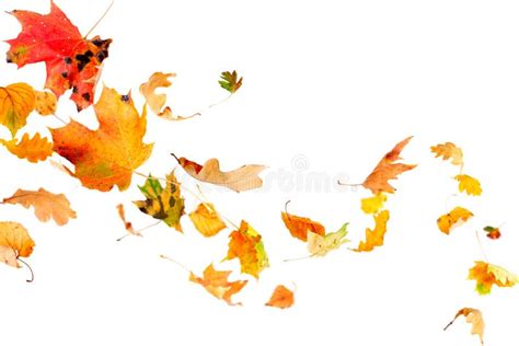 Autumn Falling Leaves Stock Image Image Of Isolated 27300587