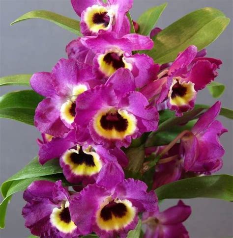 Buy Dendrobium Nobile Orchid Plant Online Dendrobium Nobile Sale