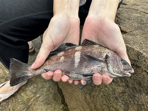 Black Croaker From Dana Point Ca On August 3 2023 At 1236 Pm By