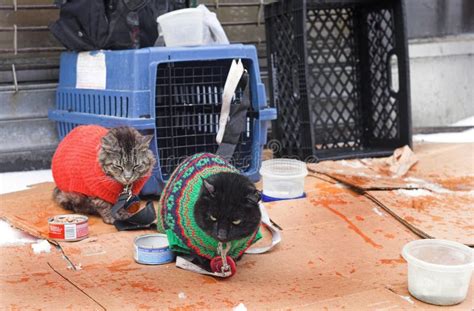 Street Cats In New York Stock Image Image Of Food Natural 2501059