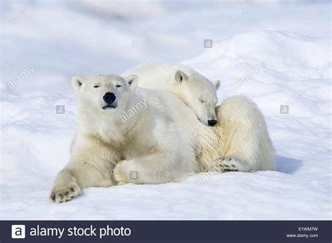 Polar Bear Mother Ursus Maritimus And Cub Wrangel Island Chukchi