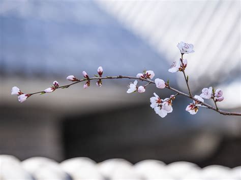 红桃花，树枝，春天，朦胧的背景 1242x2688 Iphone 11 Proxs Max 壁纸，图片，背景，照片