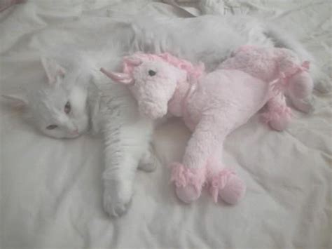 See pastel color background stock video clips. cat pink unicorn pastel pale soft grunge s3xualpastel •