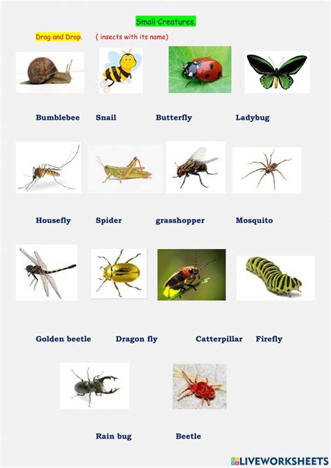Small Creature Worksheet Live Worksheets