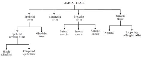 Structural Organisation In Animals Biology Notes For Neetaiimsjipmer