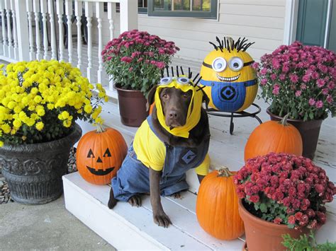 One In A Minion Chocolate Lab~ Dog Halloween Costume Dog Halloween