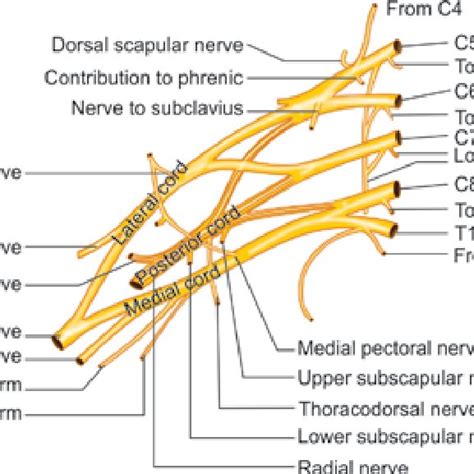 The Brachial Plexus And Its Branches Download Scientific Diagram