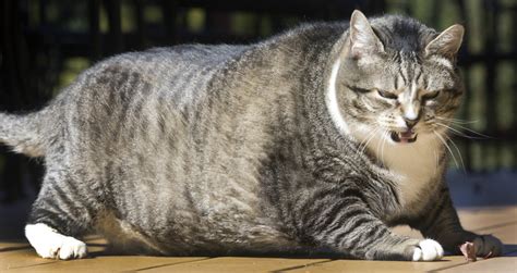 Fat Cat Wallpapers High Quality Download Free