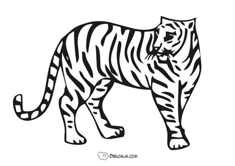 Tigre De Bengala Dibujo Dibujalia Dibujos Para Colorear Y Recursos My