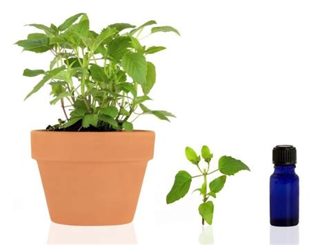 Mix a few drops of bergamot oil with equal parts. 11 Best Benefits of Bergamot Essential Oil | Organic Facts