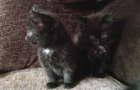 The Kuwait Cats and kittens Adoption and sales email us at ...