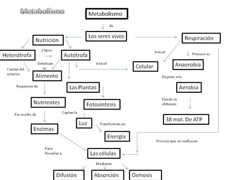 Metabolismo Mapa Conceptual