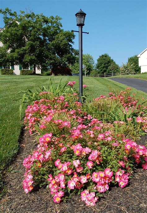 Moreover, many of the varieties have a delightful fragrance that many people seek from roses. 186 best images about Drift® Groundcover Roses on ...