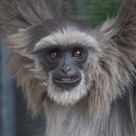 7 Fakta Owa Jawa Primata Asli Dari Pulau Jawa Yang Terancam Punah