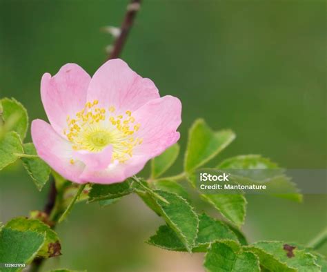 Sweetbriar Rose Flower Stock Photo Download Image Now Beauty In