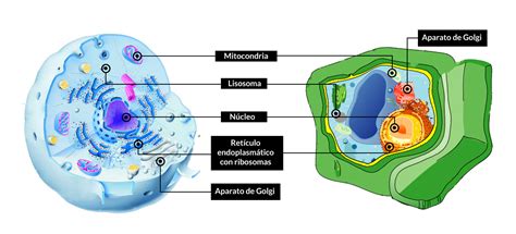 Caracteristicas Comunes De La Celula Animal Y Vegetal Compartir Celular